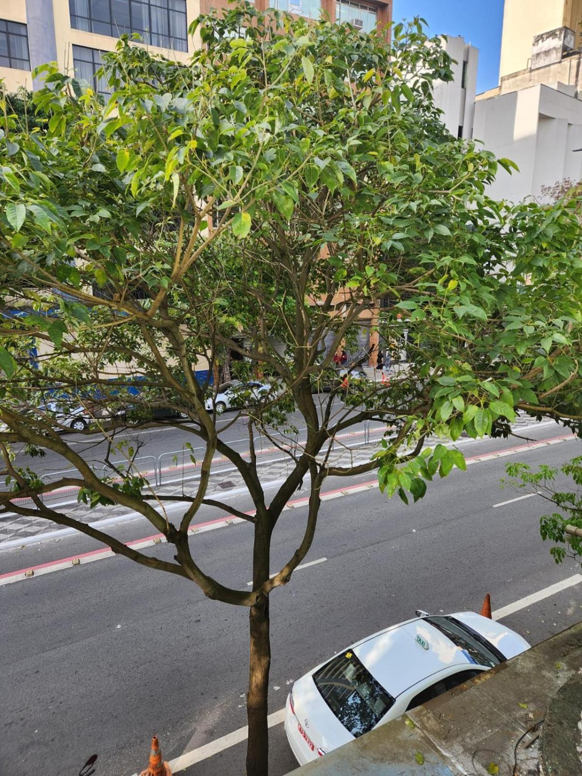 Fujima Hostel São Paulo Ngoại thất bức ảnh